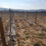 BioAgri för vinrankor