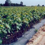 BioAgri for grape vines