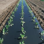 Neu angepflanzter Mais mit BioAgri Folie