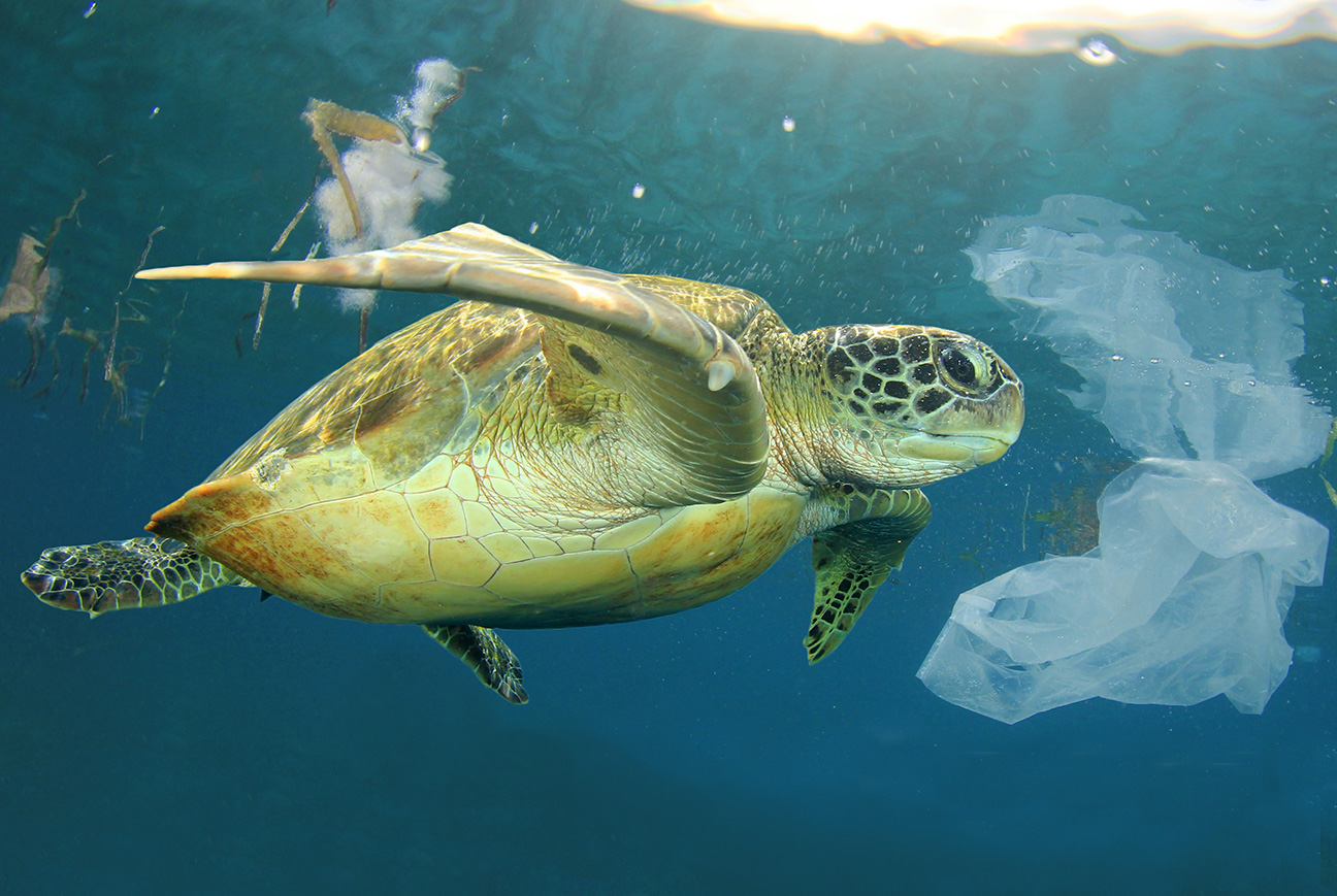 Kerromme, miten biohajoava muovi voi helpottaa valtamerien kuormaa.